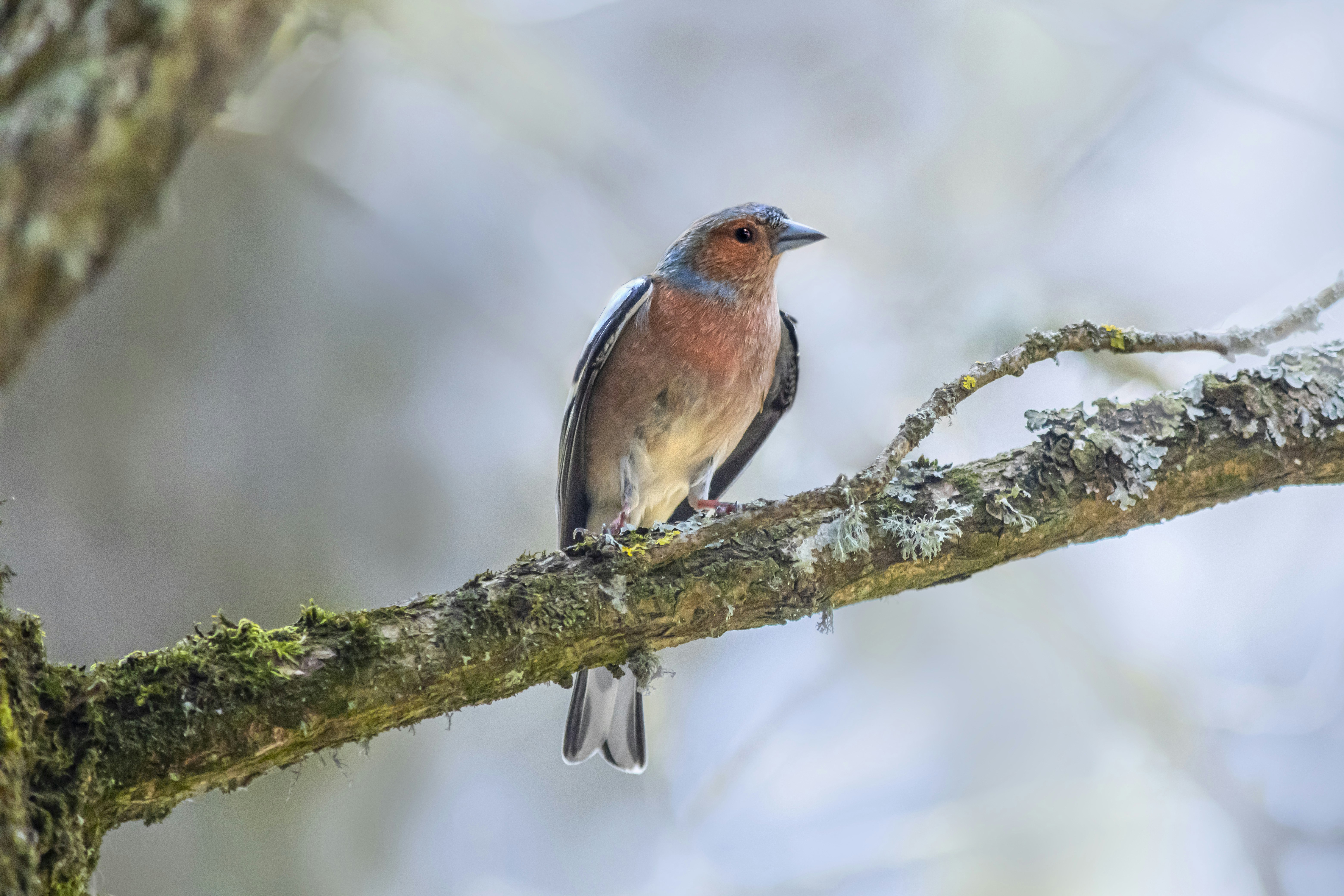 木の枝に座っている鳥の写真 – Unsplashの動物の無料画像