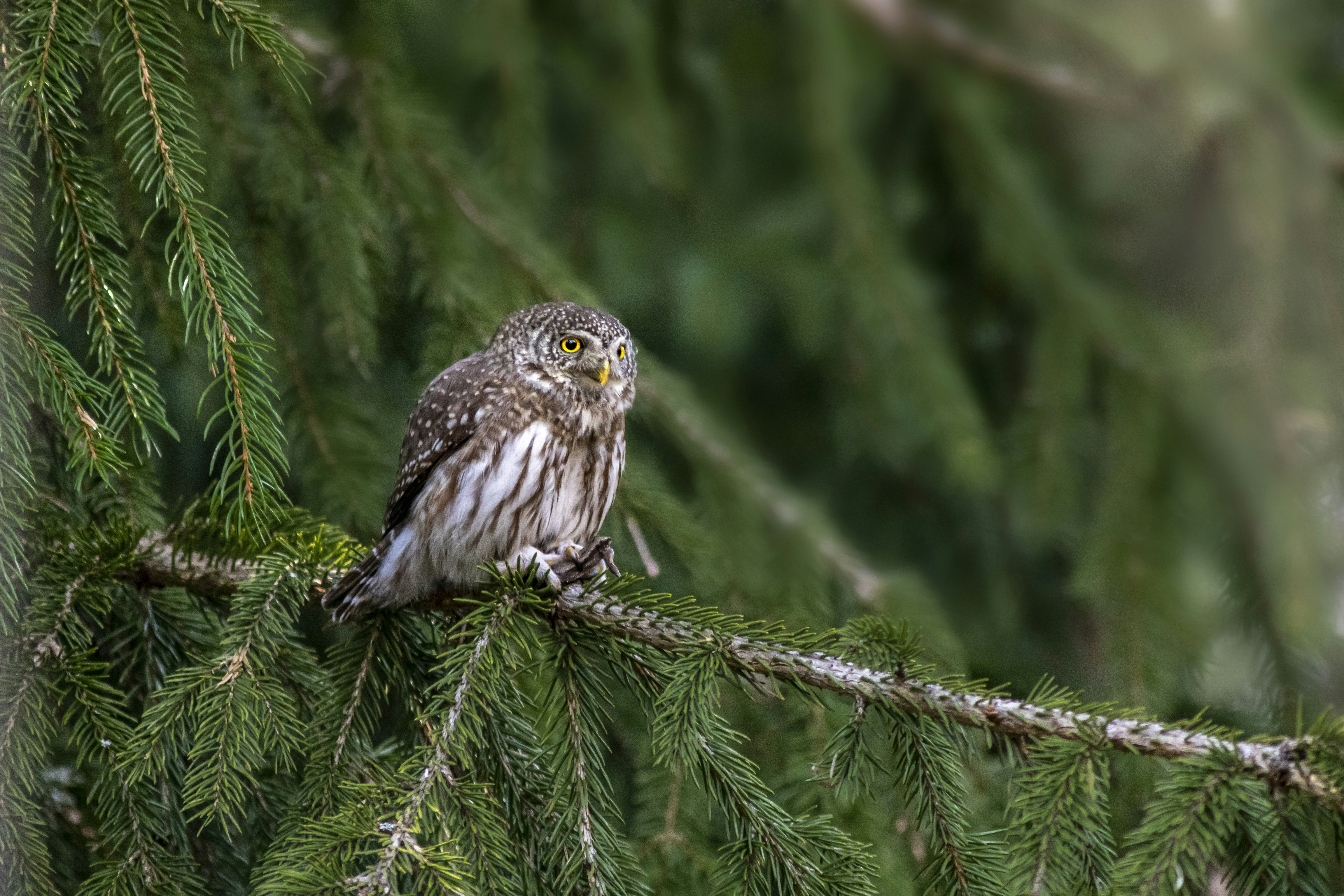 Photo by erik_karits