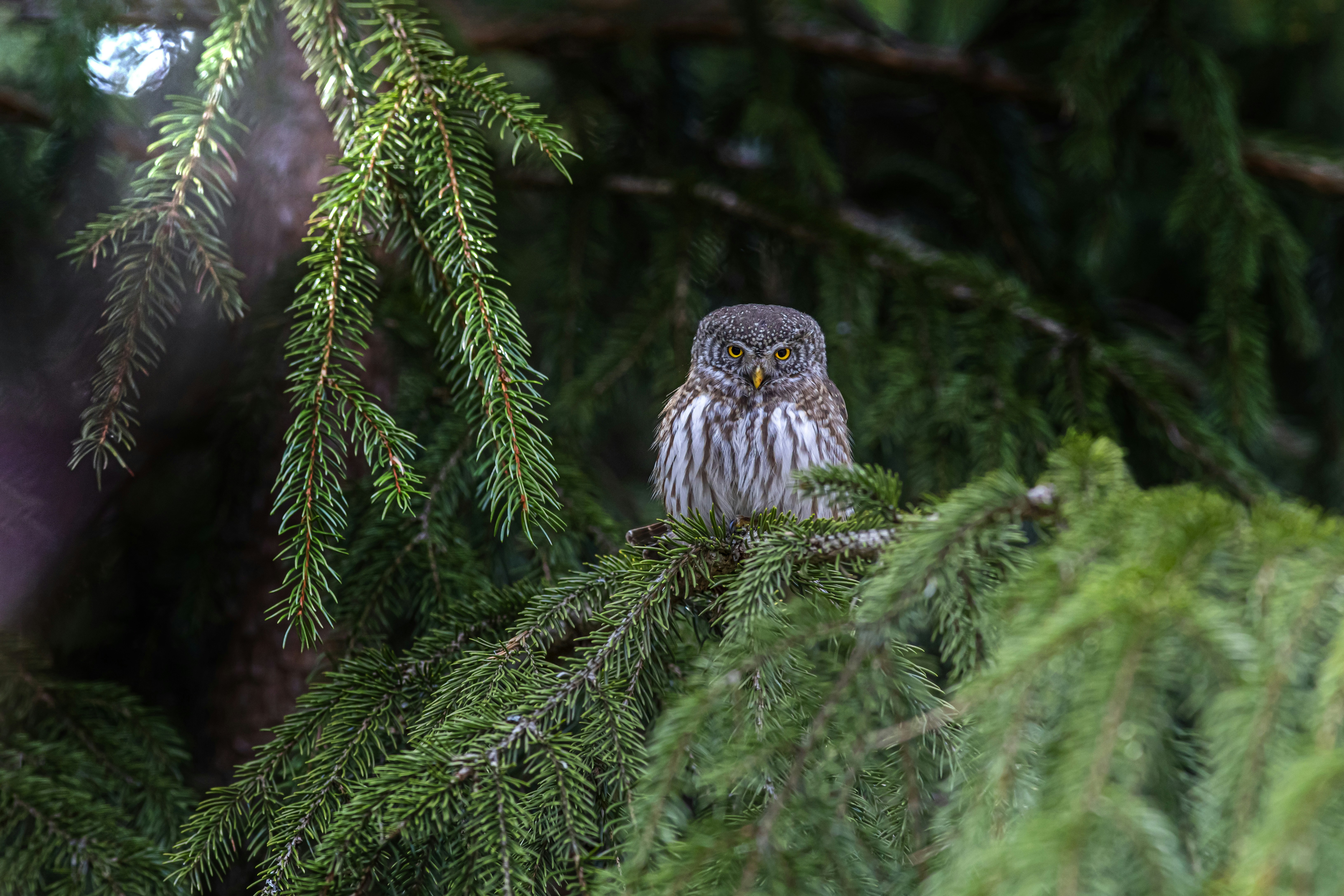 Photo by erik_karits