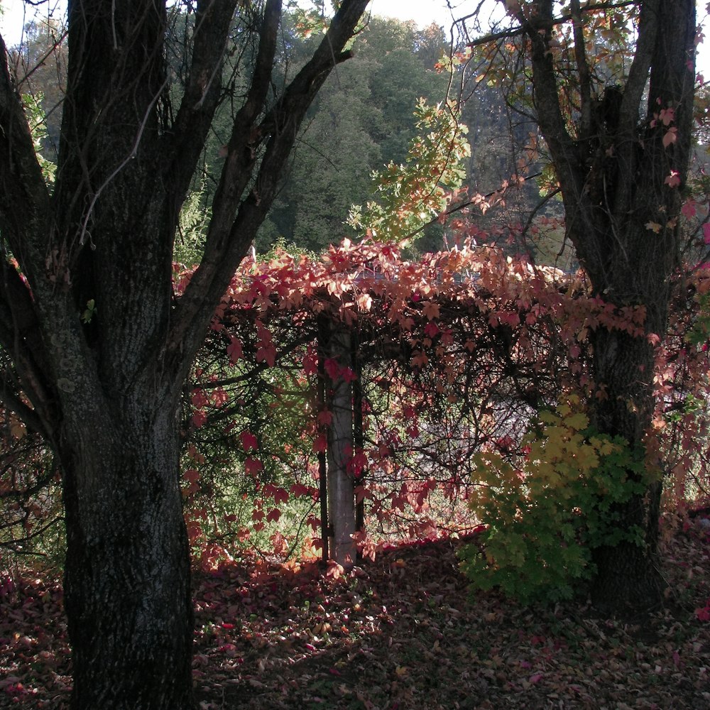 a wooded area with trees and leaves on the ground