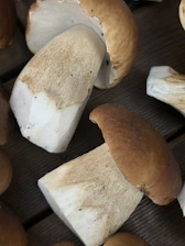 Several freshly picked mushrooms are laid out on a dark wooden surface. The mushrooms have thick, white stems and round brown caps with a smooth texture.
