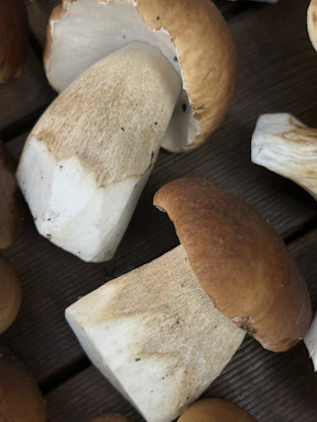 Several freshly picked mushrooms are laid out on a dark wooden surface. The mushrooms have thick, white stems and round brown caps with a smooth texture.