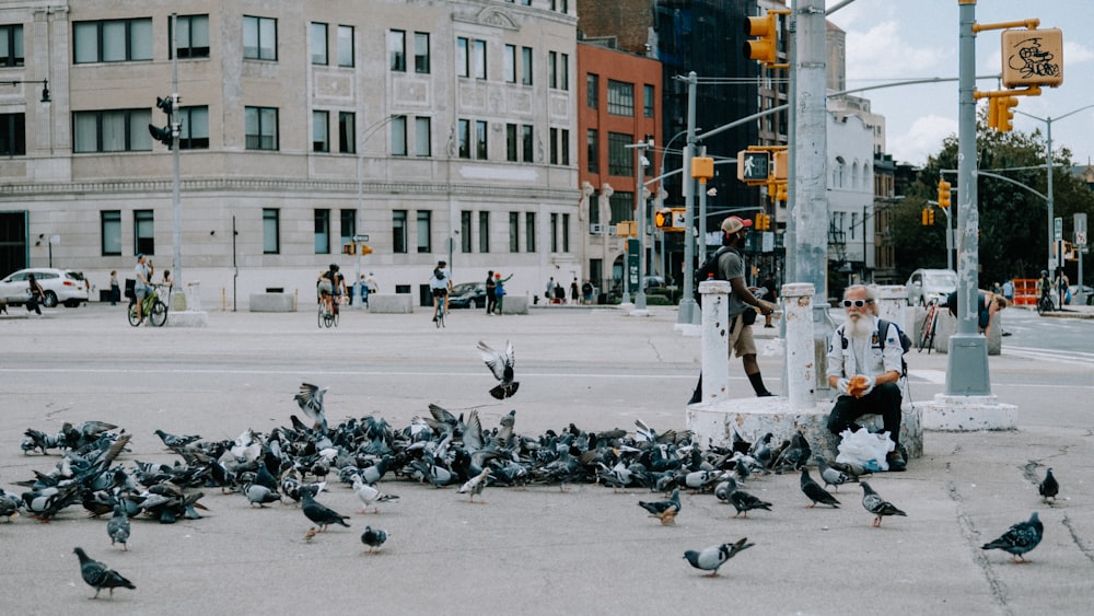 a flock of birds standing on the side of a road