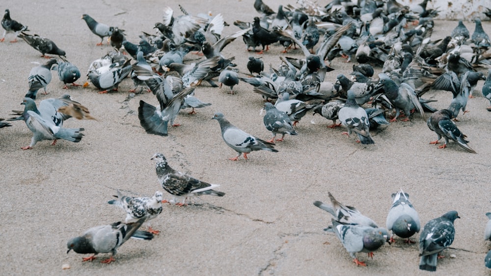 a flock of birds standing on top of a sandy beach