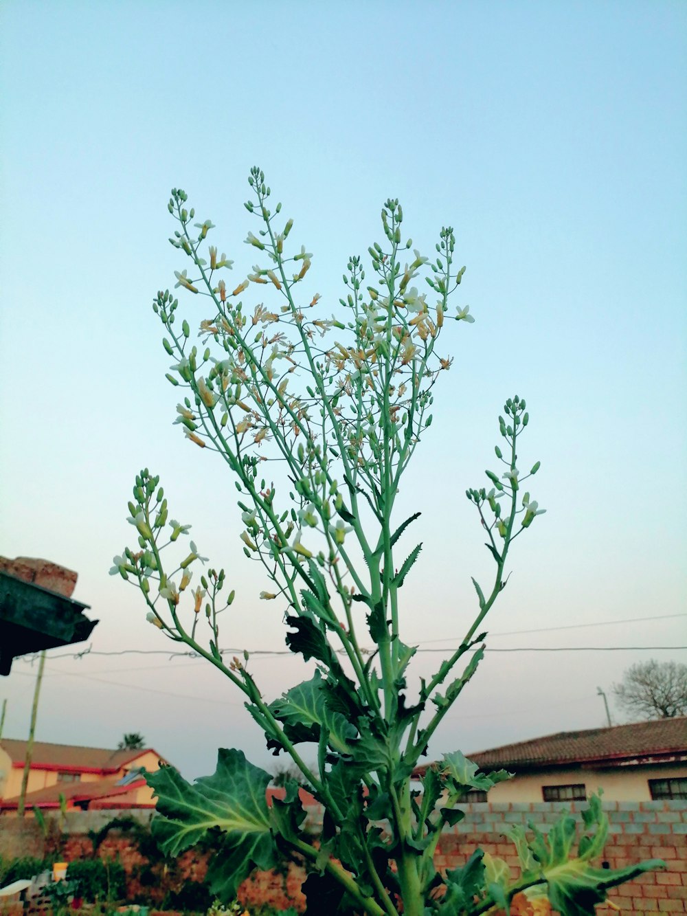 a plant in a pot with a sky background