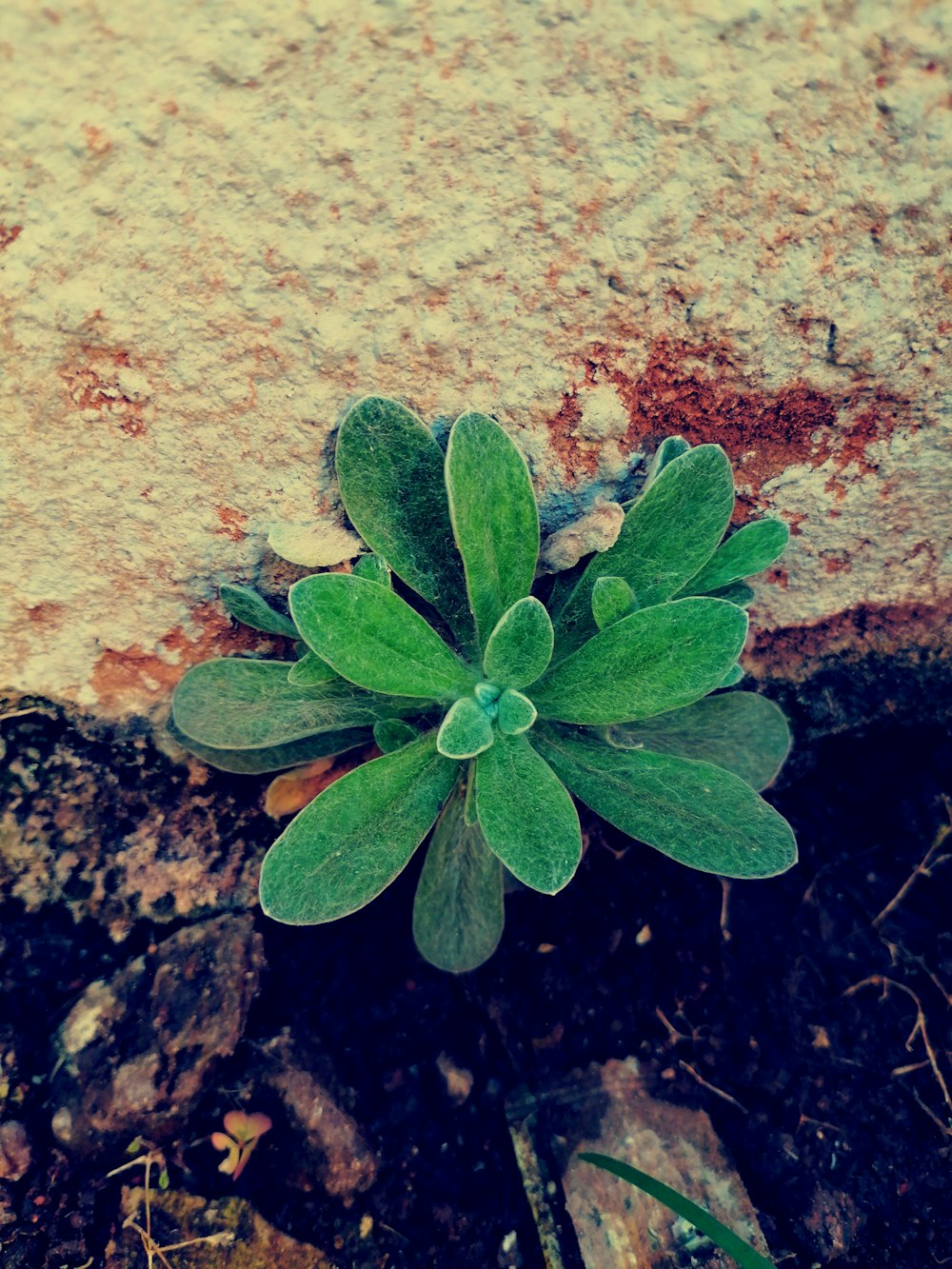 a small green plant growing out of the ground