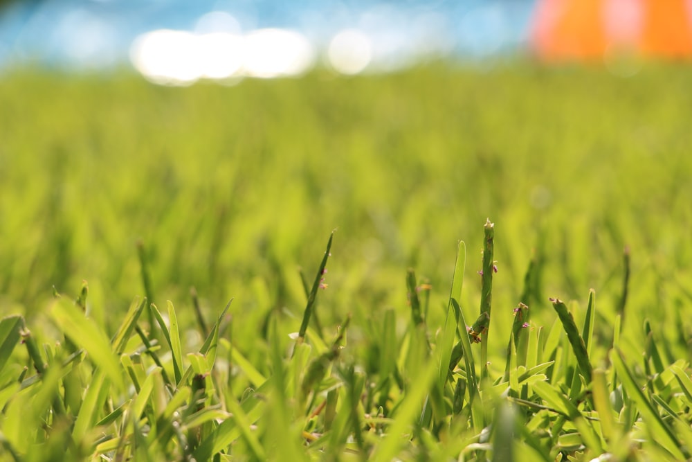 a close up of a field of green grass