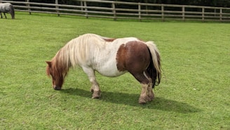 A small horse with a brown and white coat is grazing on a green field. There is a wooden fence in the background with another small horse grazing further away.