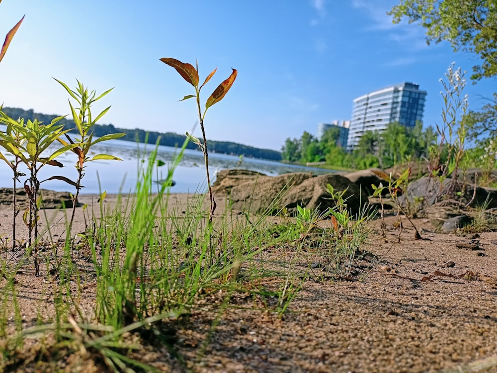 a view of a beach with a body of water in the background