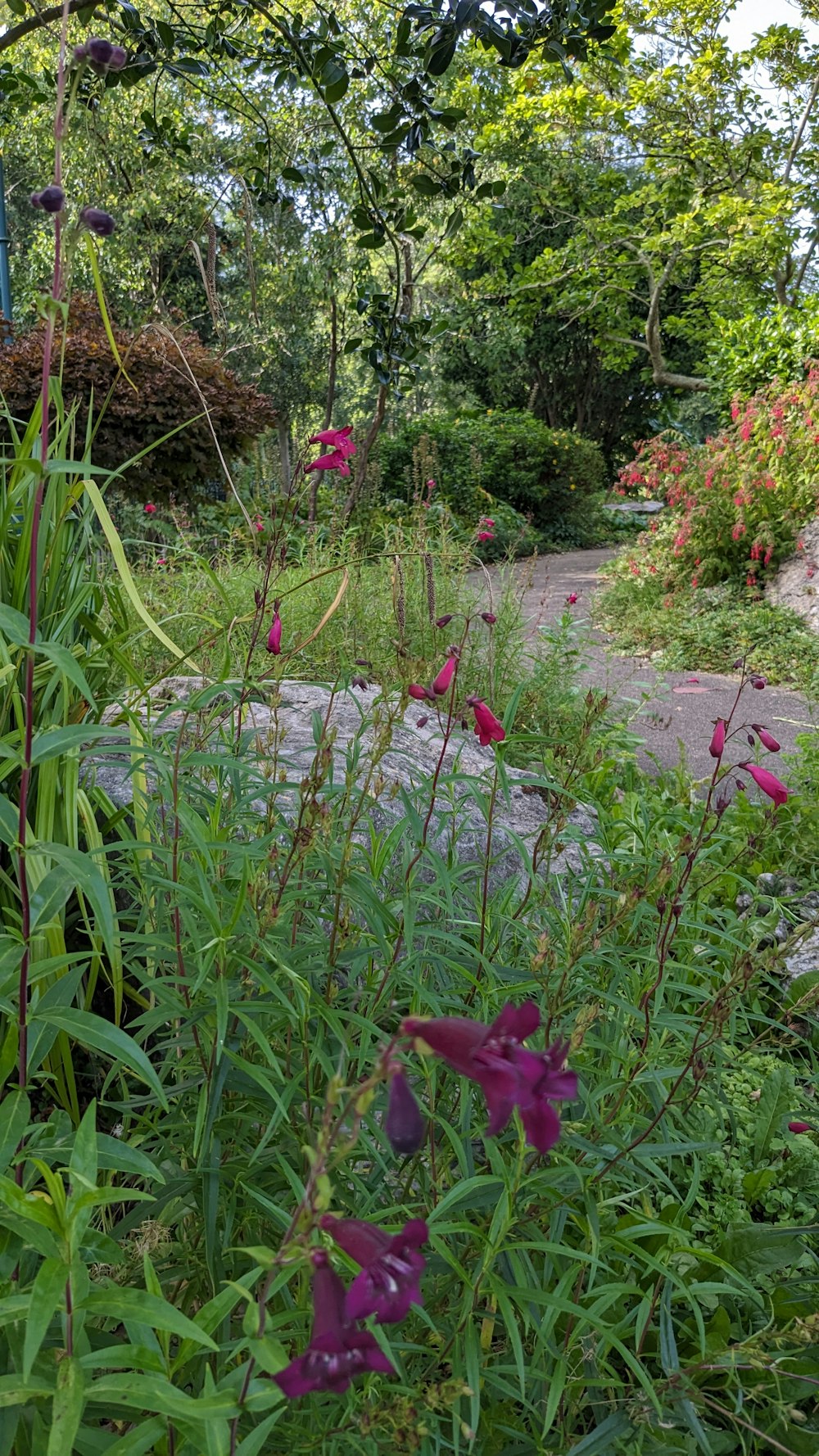 小道の近くの草むらに紫色の花が生えている