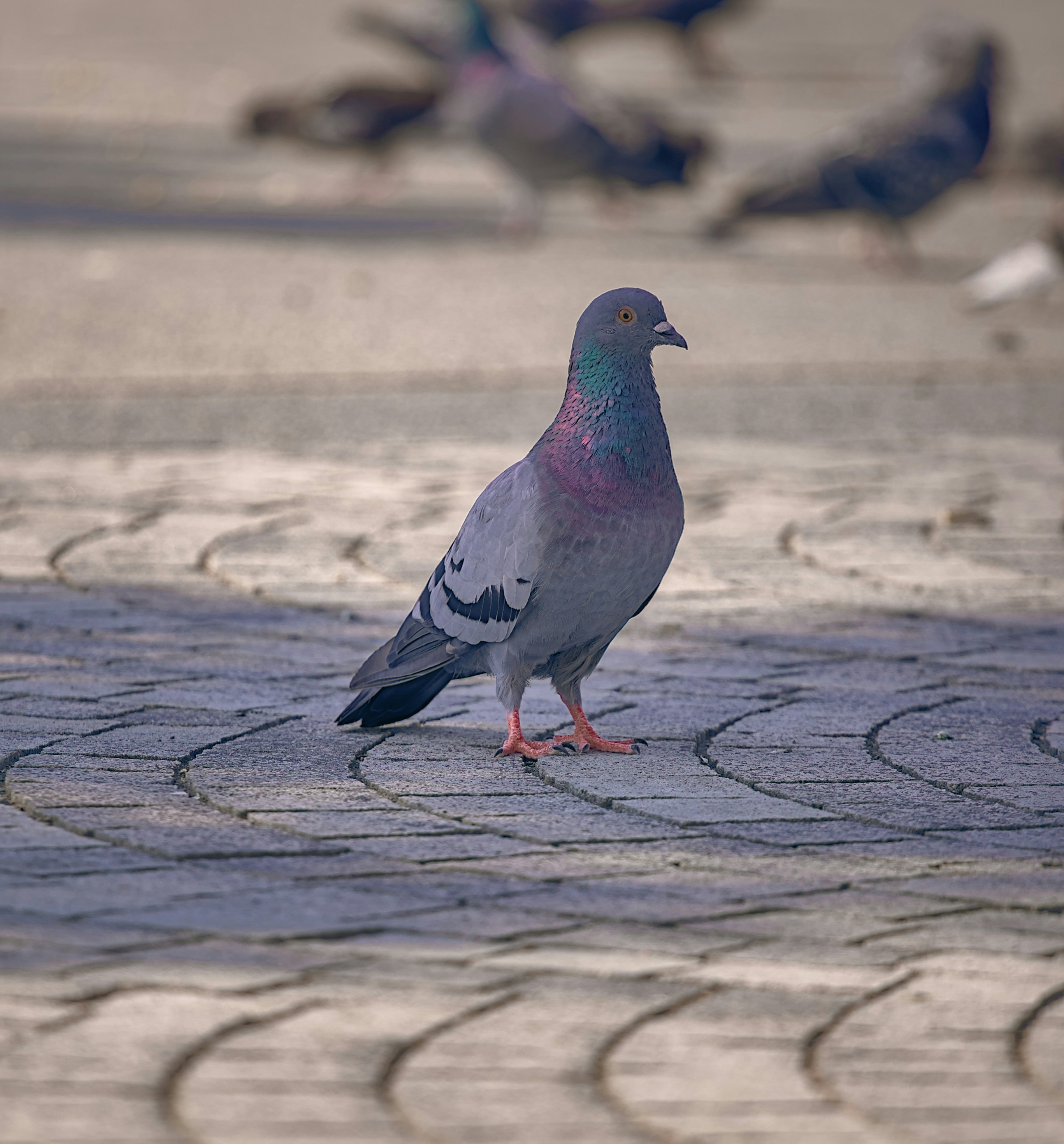 Photo by blooddrainer