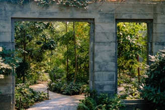 Exterior garden space with overgrown plants and untidy pathways before cleanup.