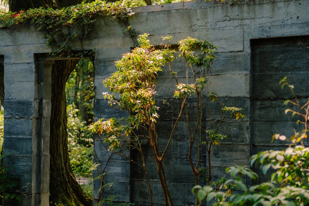 a stone wall with vines growing on it