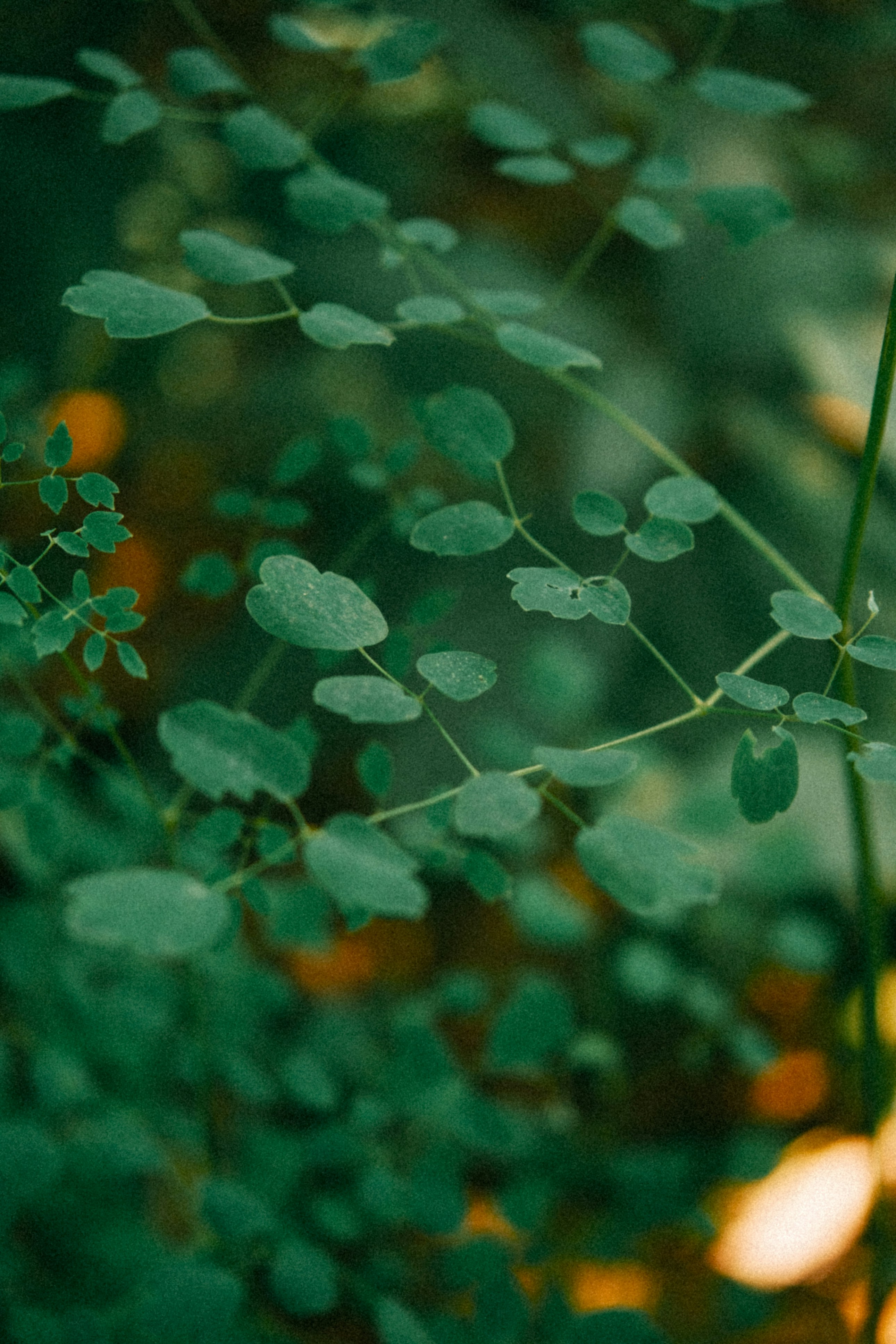 Photo by marsupialpudding