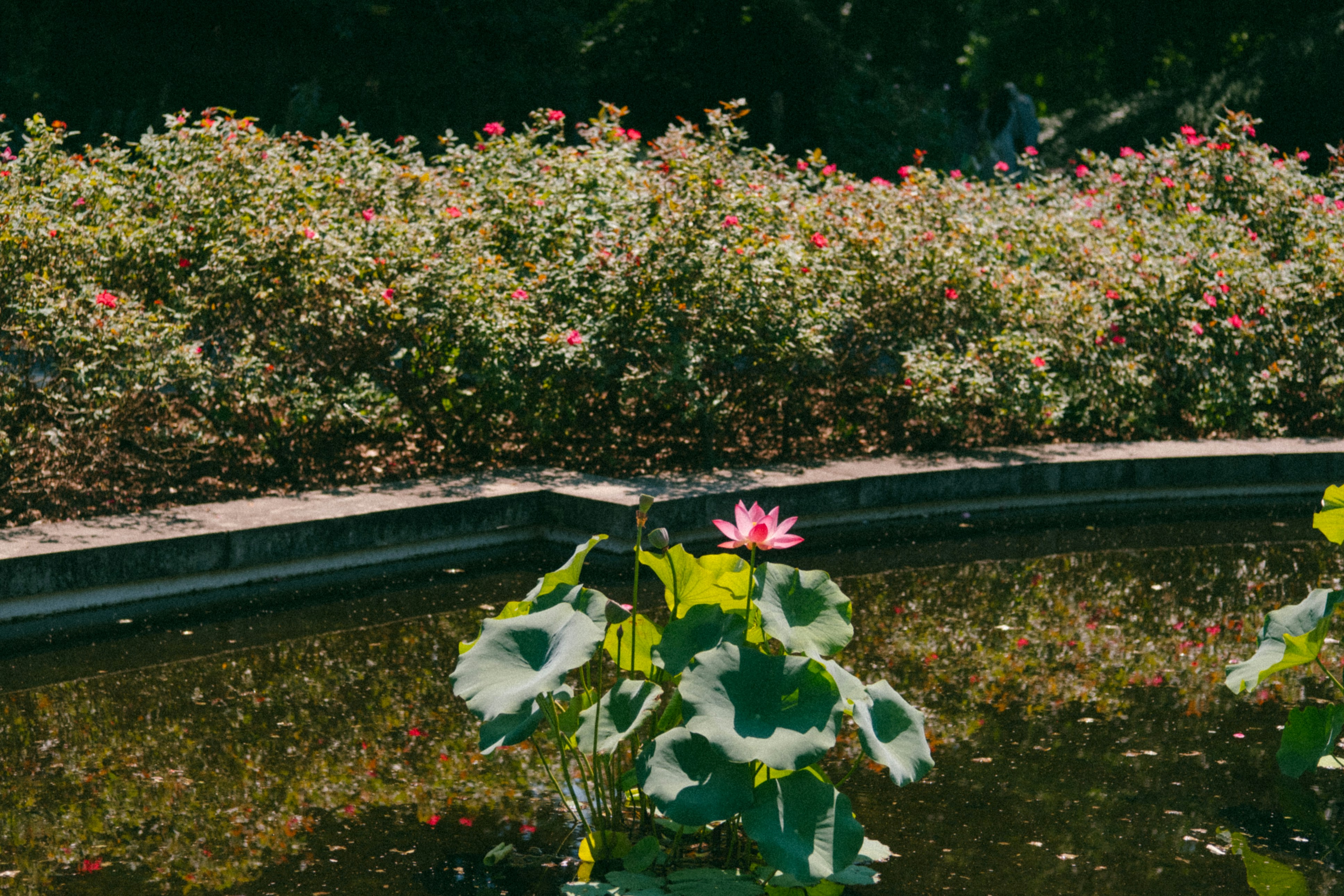 Photo by marsupialpudding