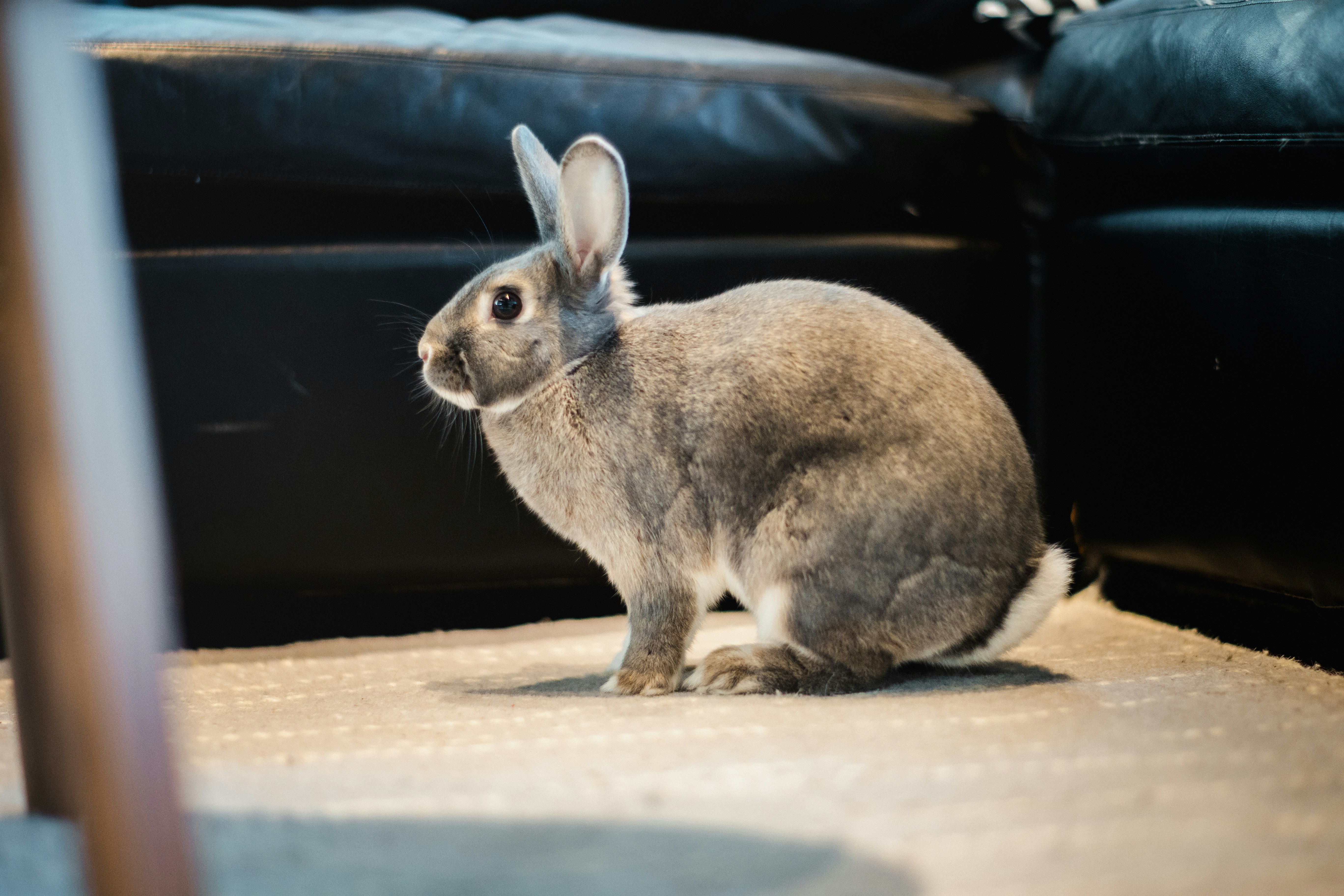 How to Stop Rabbits from Chewing Furniture: Expert Training & Prevention Guide