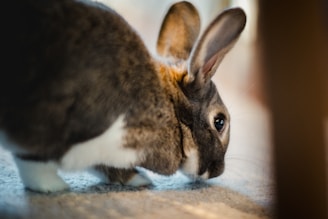 Judges carefully examining rabbits during the fair’s rabbit show event.