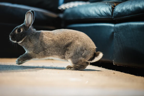 rabbit keeping