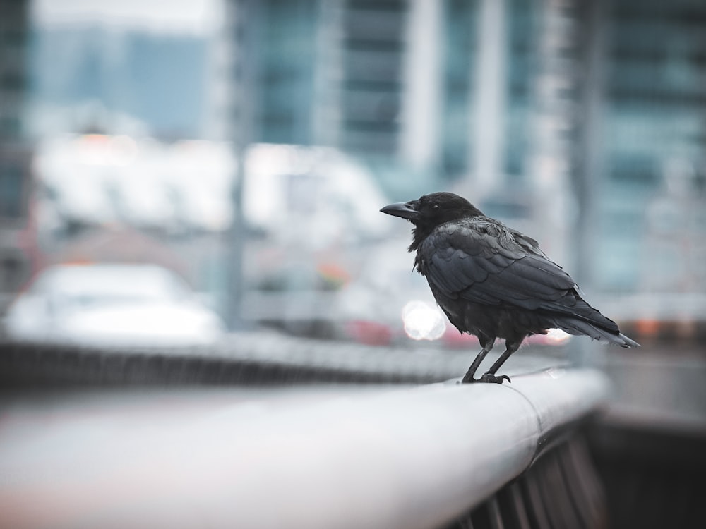 a black bird sitting on top of a metal rail