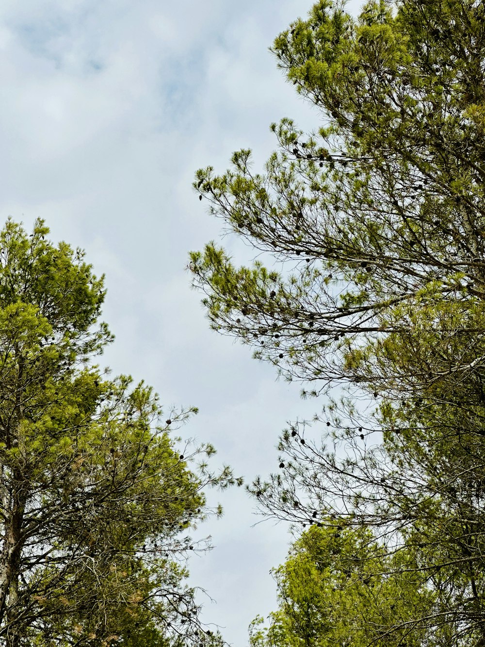 a couple of birds sitting on top of a tree