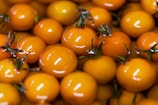 A close-up of freshly harvested organic tomatoes.
