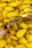 A close-up view of peeled garlic cloves submerged in a yellow liquid, possibly oil, with sprigs of fresh herbs scattered among them. The surface of the liquid reflects the soft lighting, creating a visually rich texture.