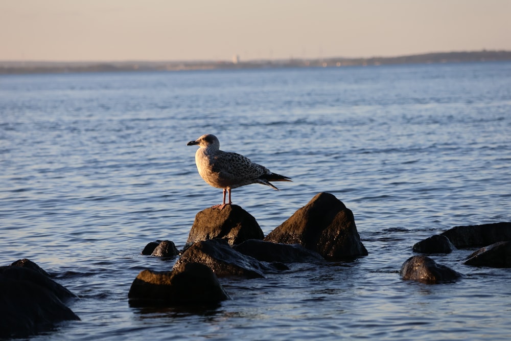 a seagull sitting on a rock in the water