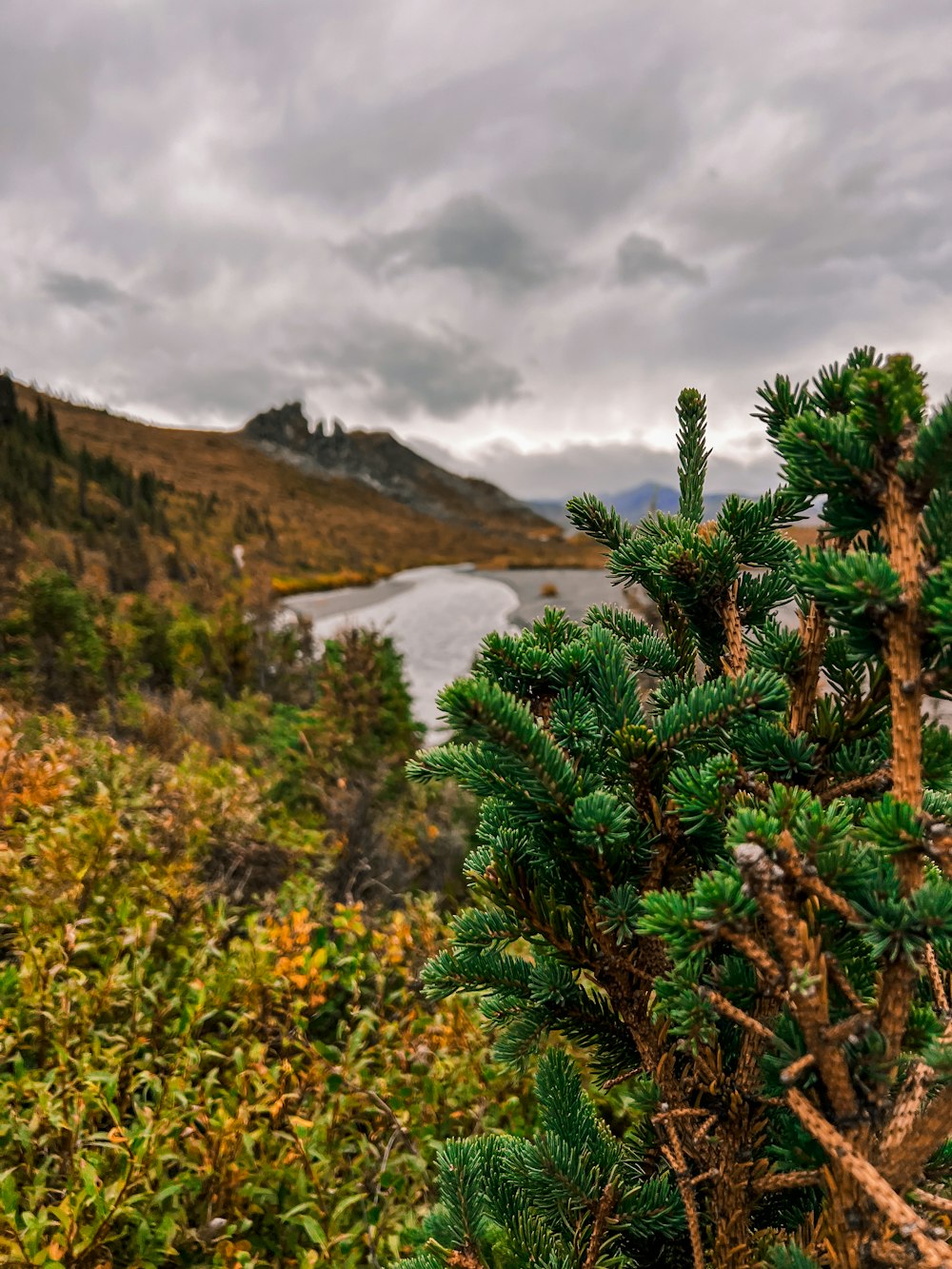 a pine tree in the foreground with a body of water in the background