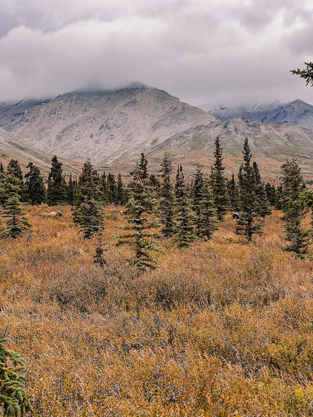 a field with trees and mountains in the background