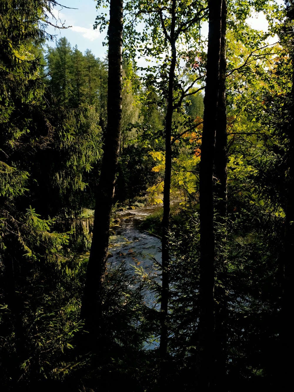 a river running through a forest filled with lots of trees