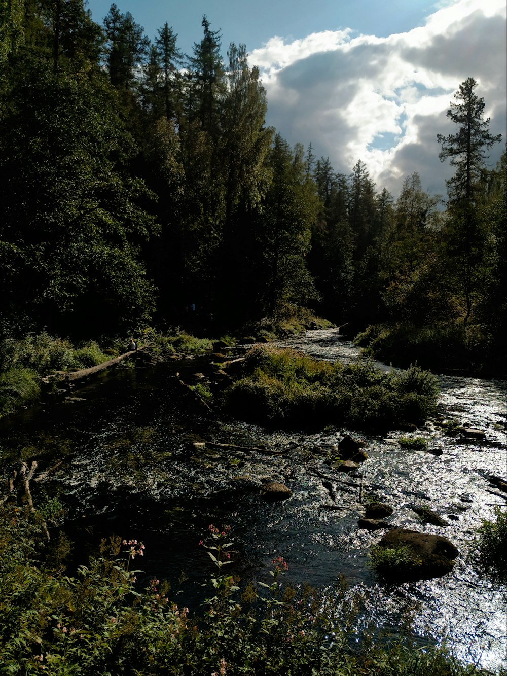 a river running through a lush green forest