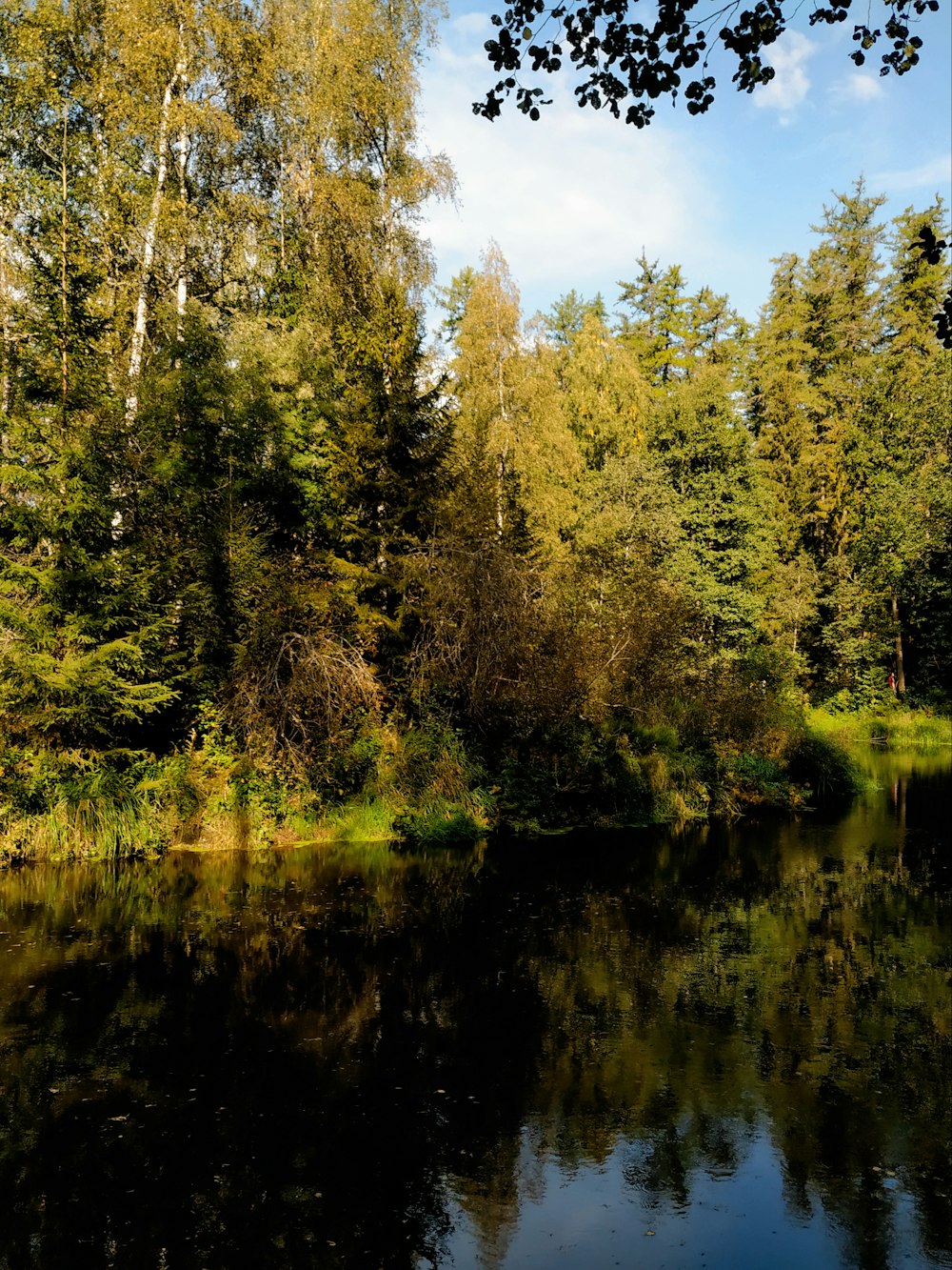 a body of water surrounded by lots of trees