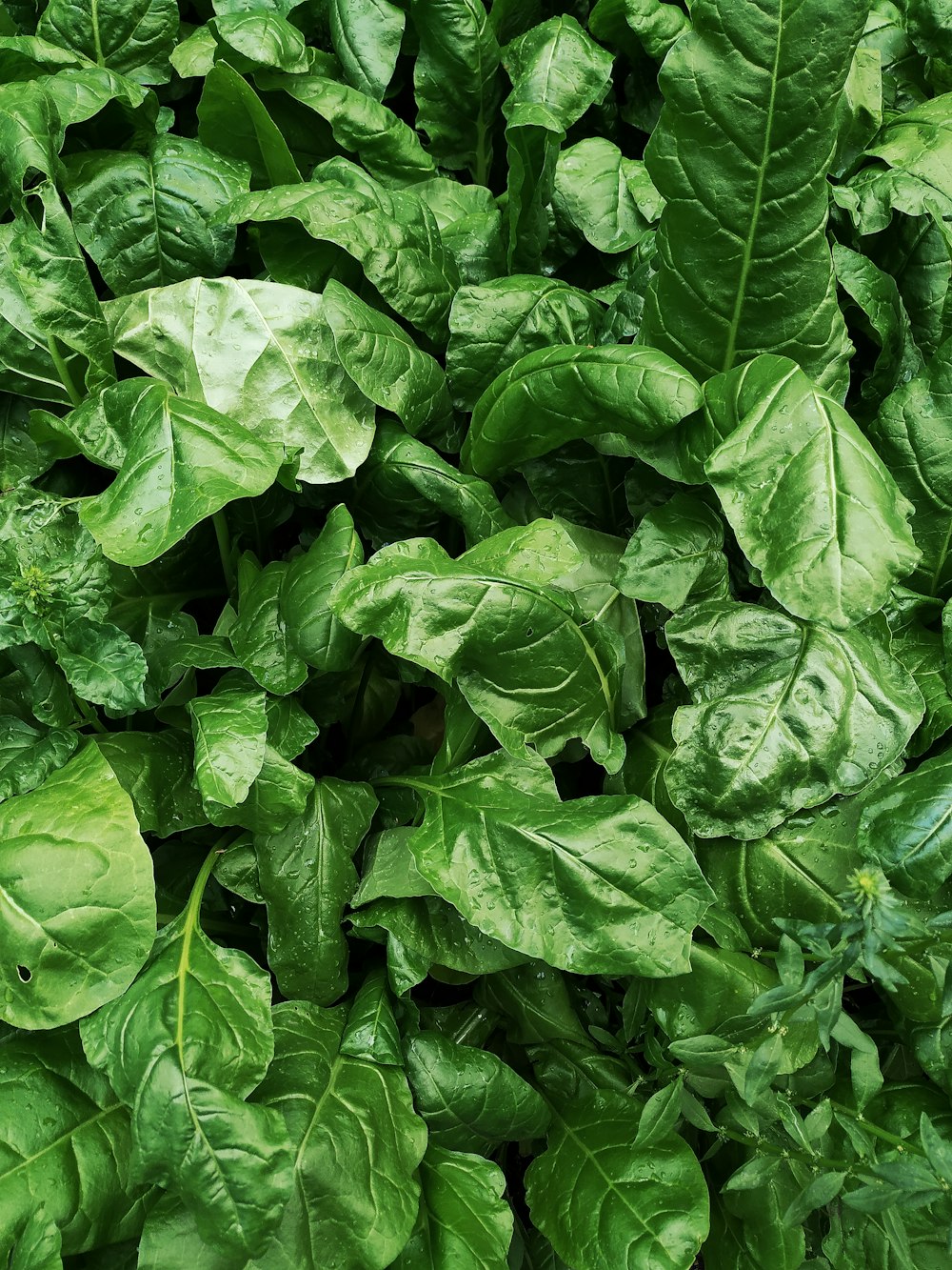 a close up of a bunch of green leaves