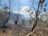 A landscape affected by a fire, with charred ground and trees. Smoke is seen rising in the background, and some greenery remains amidst the burnt area. The sky is clear and blue above, contrasting with the scene below.