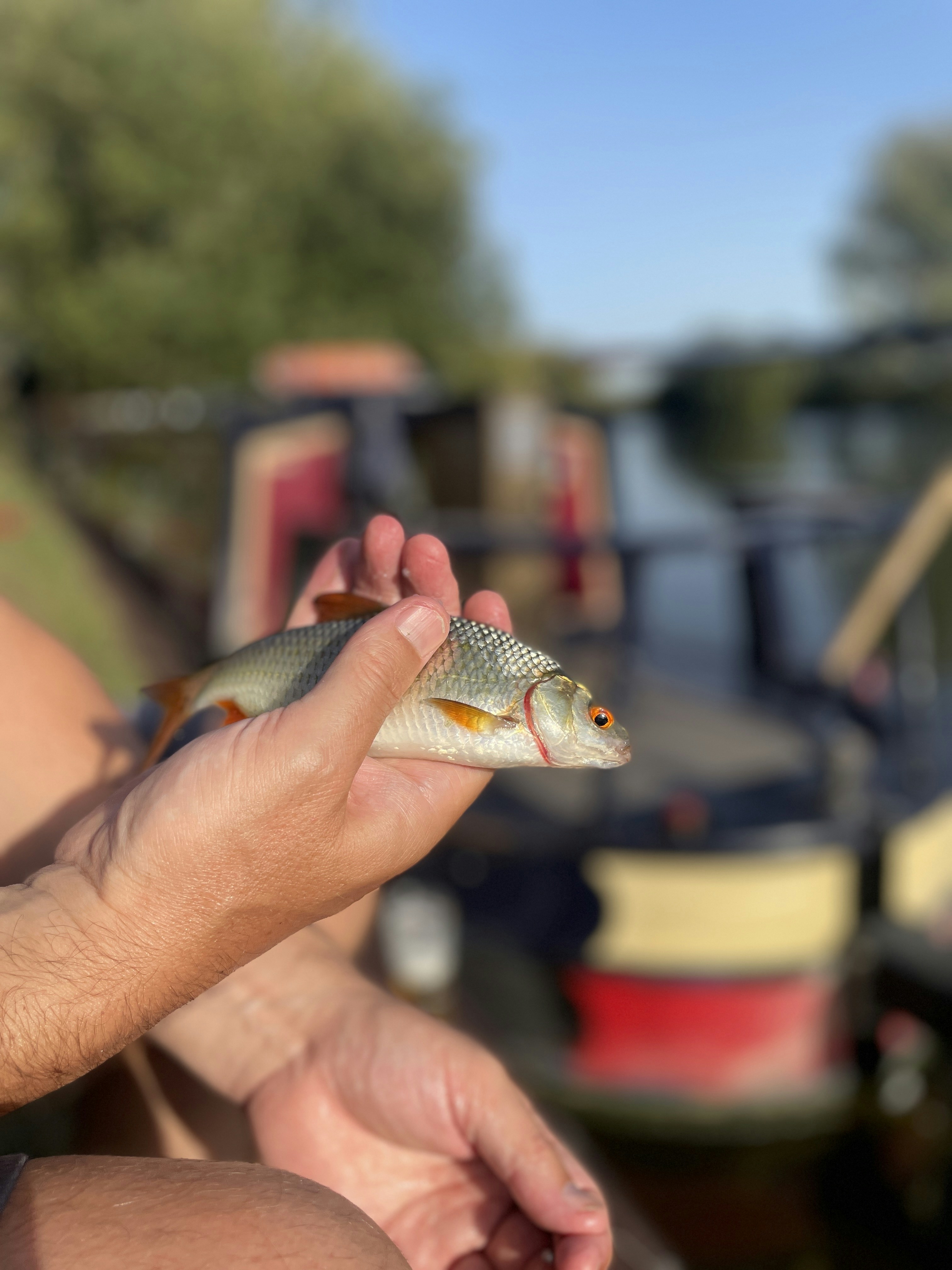 eine Person, die einen Fisch in der Hand hält
