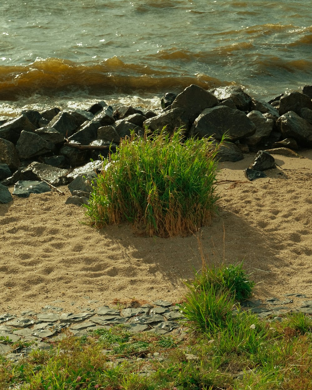 there is a small bush on the beach by the water