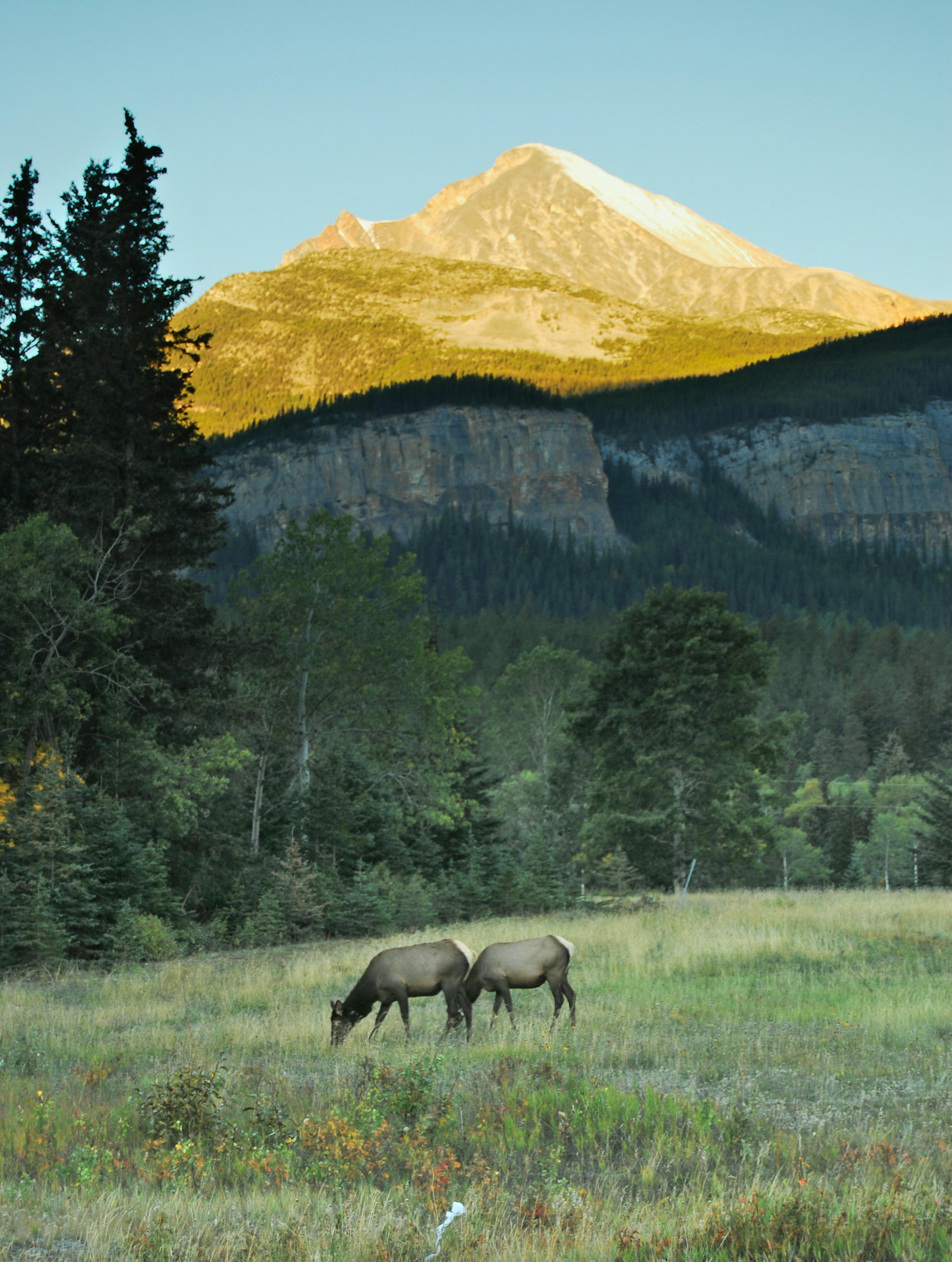 Alberta Rockies