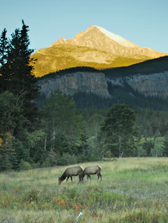 A herd of elk grazing peacefully in a meadow at dawn with mist rising in the background