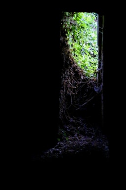 A shadowy jungle entrance framed by golden light, inviting the viewer inside.
