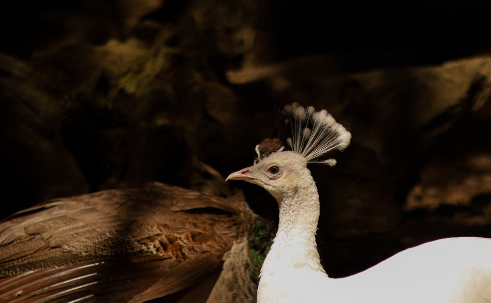 a white bird with a feather on its head