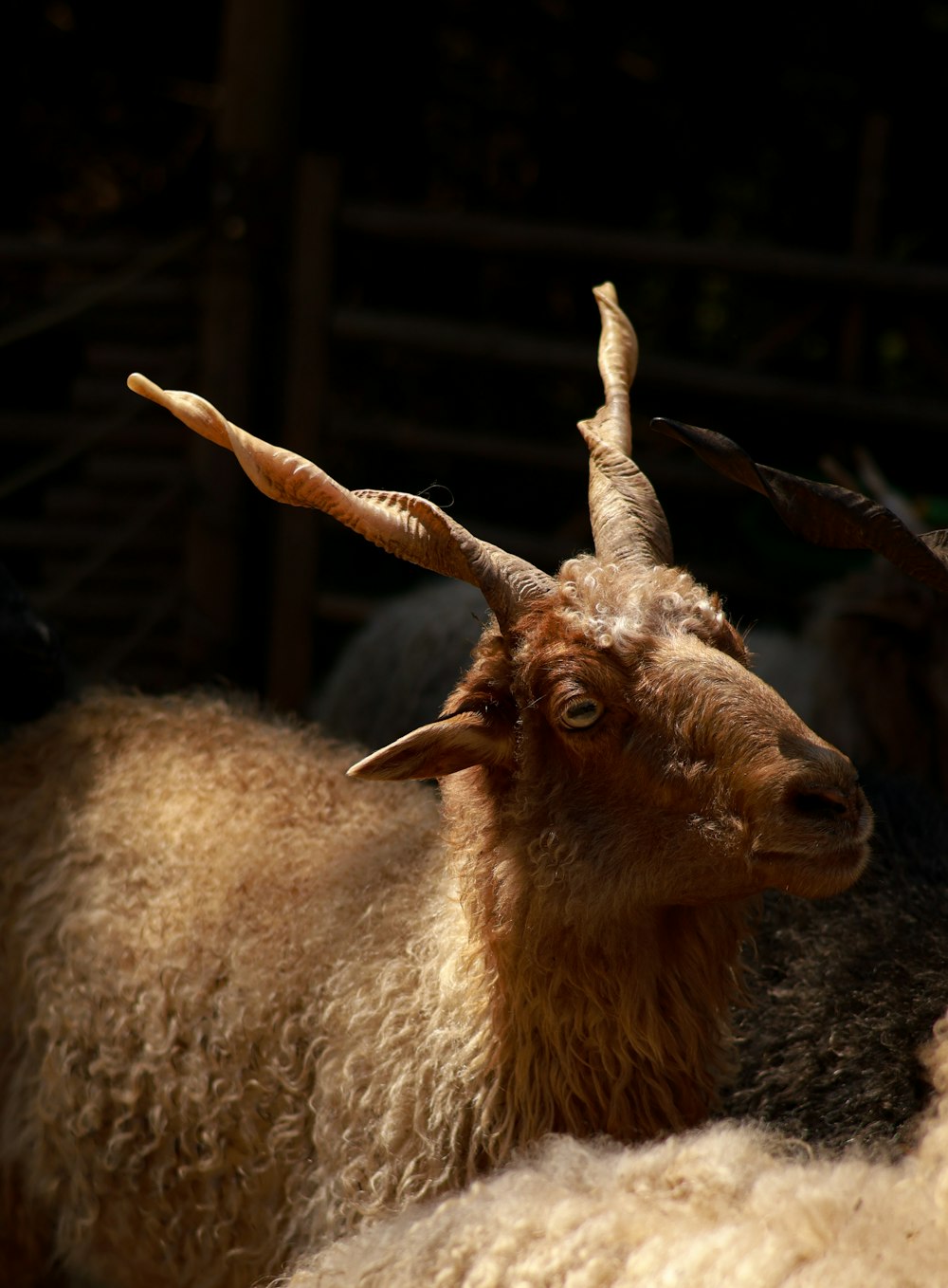 a close up of a goat with very long horns