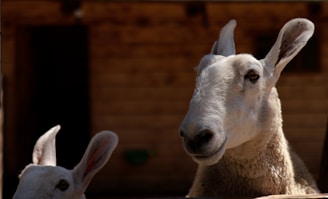 A close-up view of a sheep with prominent ears and a gentle expression. The background features a wooden barn with a blurred texture, highlighting the animal as the focal point. The lighting suggests a natural setting, possibly outdoors during the day.