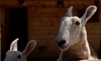 A close-up view of a sheep with prominent ears and a gentle expression. The background features a wooden barn with a blurred texture, highlighting the animal as the focal point. The lighting suggests a natural setting, possibly outdoors during the day.