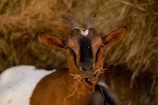 A close-up of a goat with brown and white fur, featuring prominent curved horns and large, pointed ears. The goat is chewing on some hay, with a content expression. The background consists of a blurred haystack, lending a rustic farmyard setting.