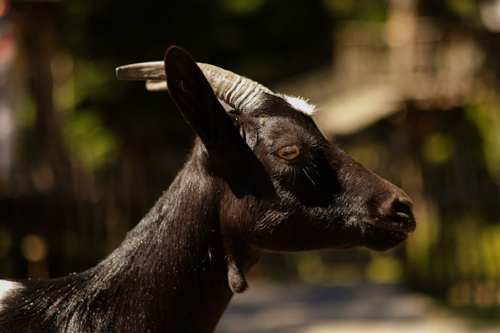 a close up of a goat with horns