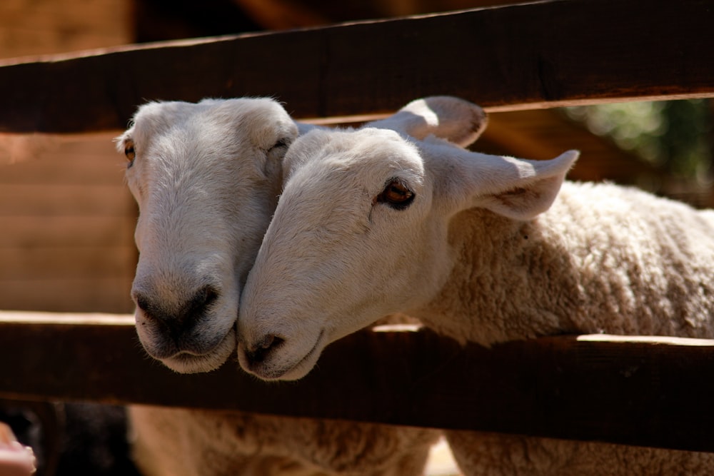 a close up of two sheep behind a fence