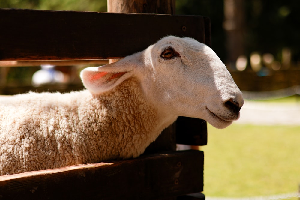 a close up of a sheep laying on a wooden bench