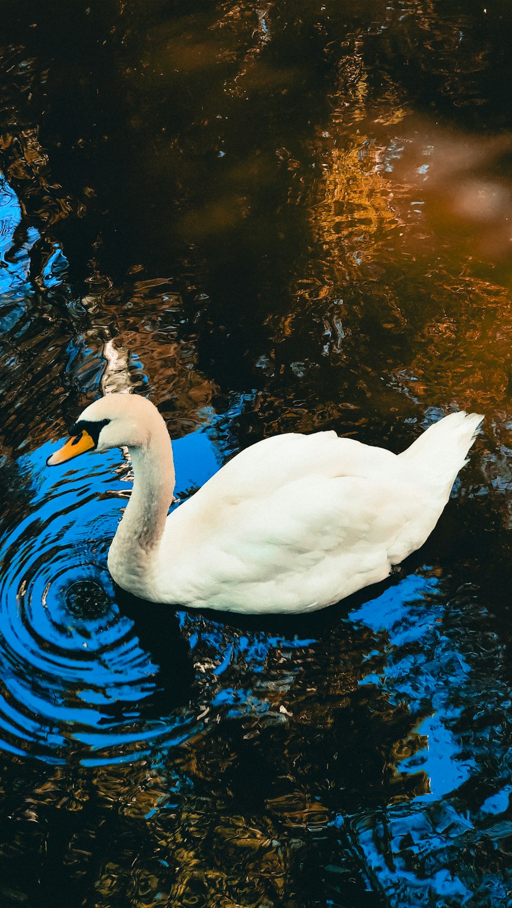 a white swan floating on top of a body of water