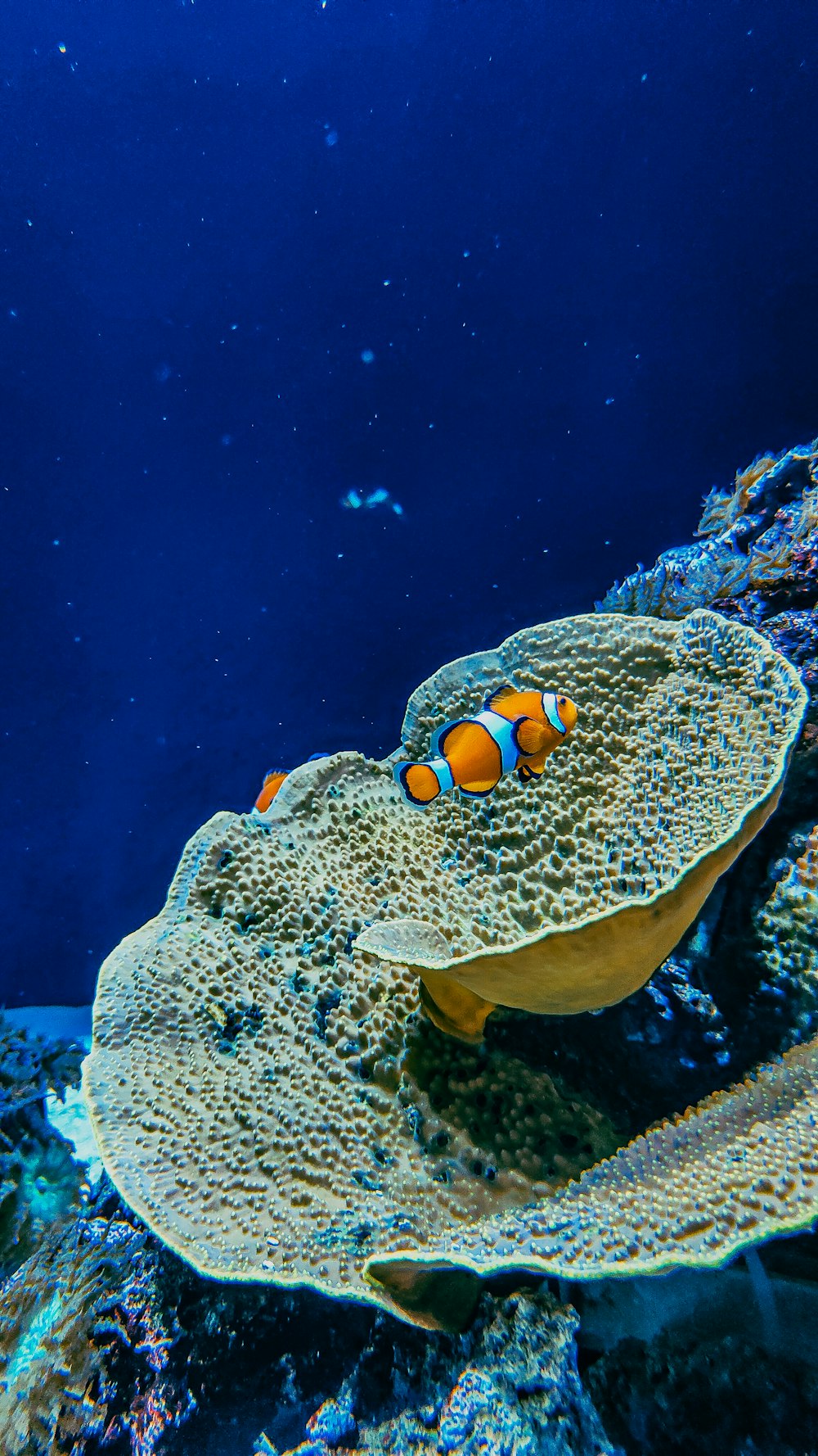 an orange and white clown fish in an aquarium