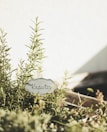 Woman tending to herbs in a German mid-sized family garden with subtle green and grey steel accessories